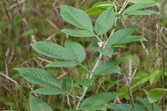 Desmodium triangulare var. congestum